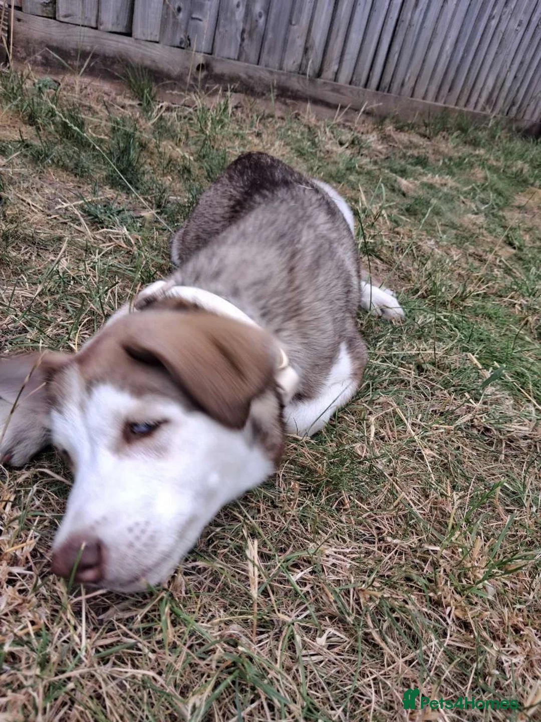 Siberian Husky dogs for sale: 14 week old husky puppy in Warwick - Advert 6