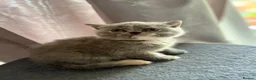 British Shorthair cats for sale: Lovely British shorthair kittens  in Boston - Advert 20