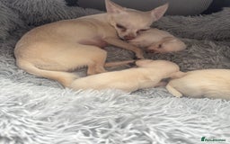 Chihuahua dogs for sale: Double chocolate platinum baby’s  - Image 19