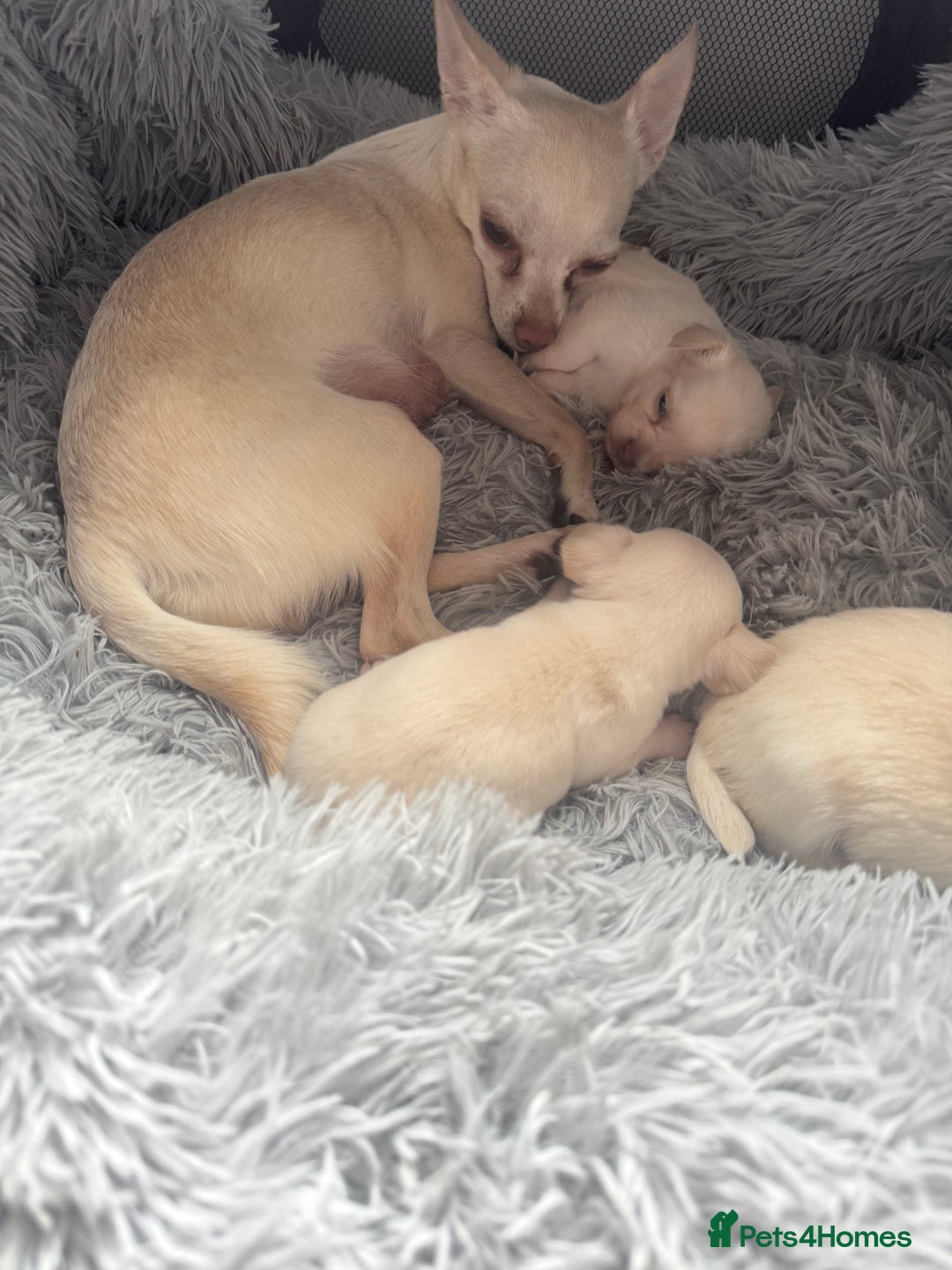 Chihuahua dogs for sale: Double chocolate platinum baby’s  - Image 19