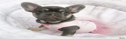 French Bulldog dogs for sale: READY NOW! 1 GIRL LEFT. BLUE & TAN FRENCH BULLDOG - Advert 10