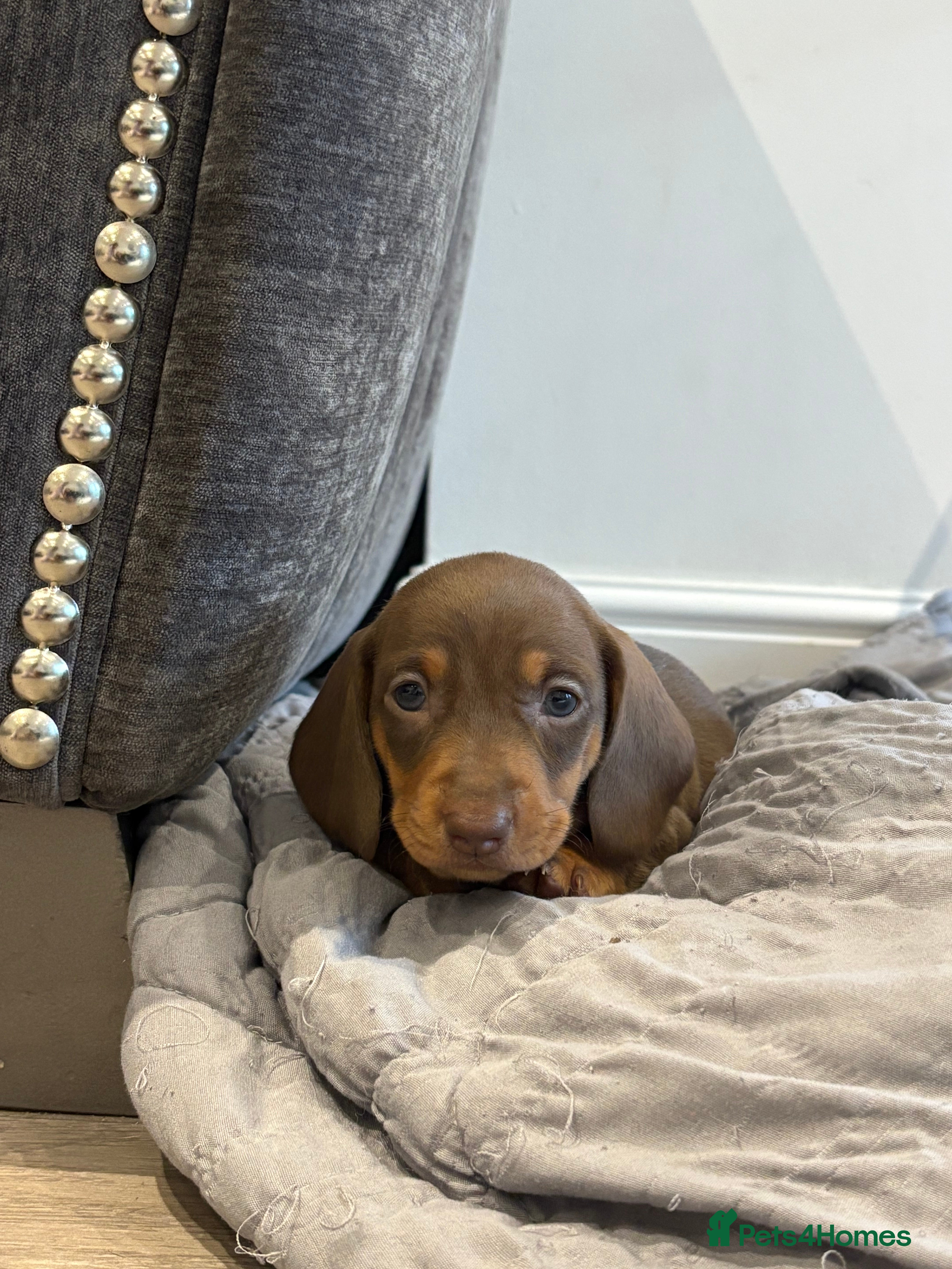 Miniature Dachshund dogs Kennel club registered miniature dachshunds  - Advert 11