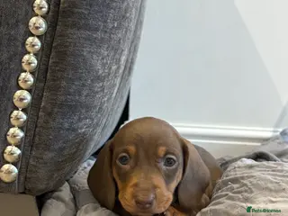 Miniature Dachshund dogs Kennel club registered miniature dachshunds - Advert 11