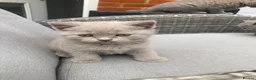 British Shorthair cats for sale: Champion 🏆 pedigree British shorthair kittens  - Advert 11