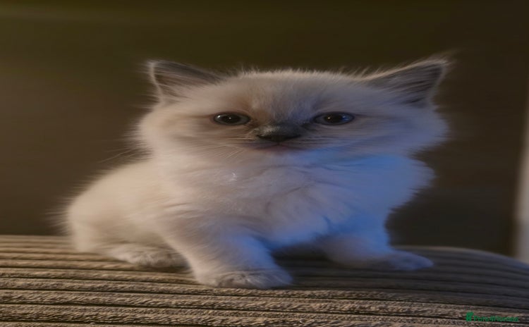 Ragdoll cats - Advert 14