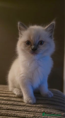 Ragdoll cats - Advert 14