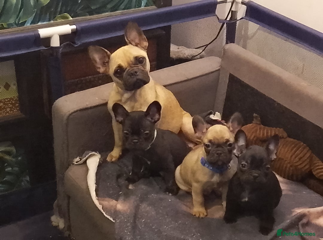 French Bulldog dogs for sale: Frenchies available now - Advert 1
