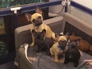 French Bulldog dogs Frenchies available now - Advert 1