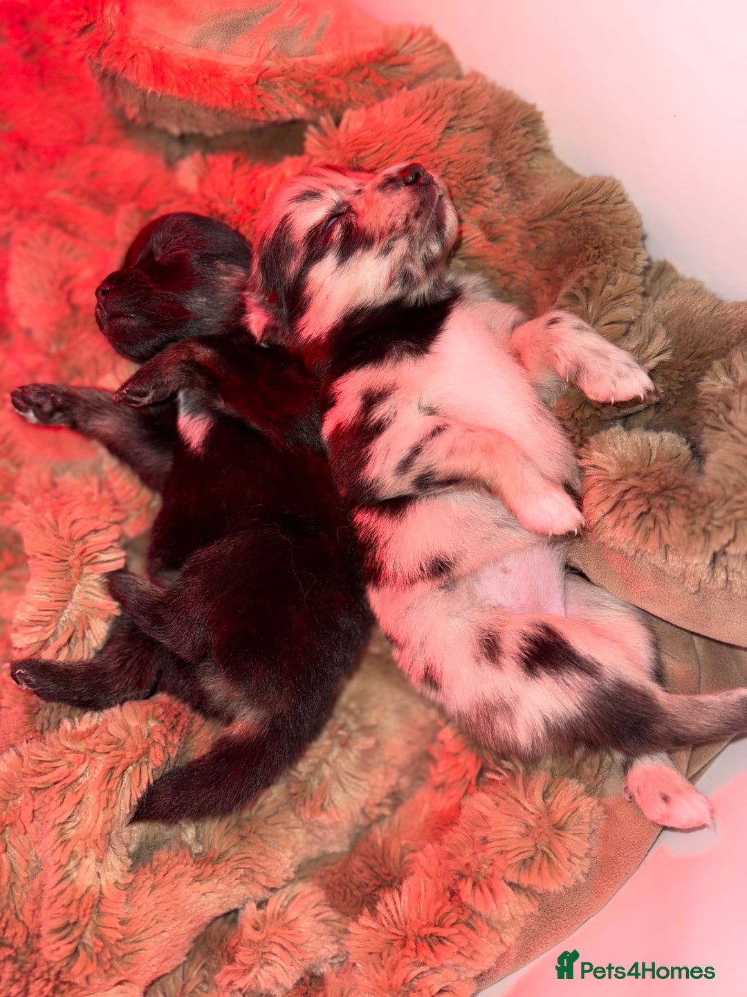 Pomsky dogs for sale: 5 High Quality Pomsky Puppies  - Advert 4