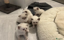 Ragdoll cats for sale: Ragdoll kittens  - Image 24