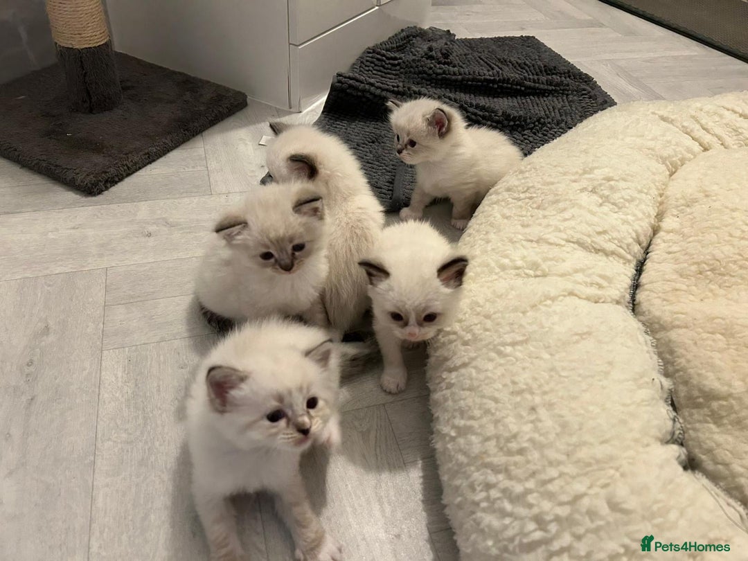 Ragdoll cats for sale: Ragdoll kittens  - Image 24