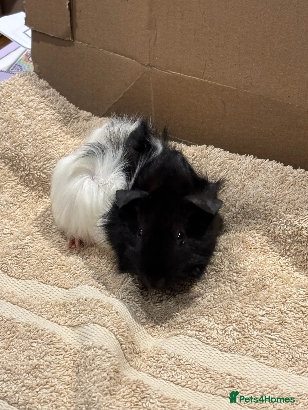 Guinea Pig rodents for sale: Male Baby Guinea Pig Brothers For Sale - Advert 12