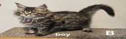 Maine Coon cats for sale: Large Maine Coon kittens regd European bloodline - Advert 22