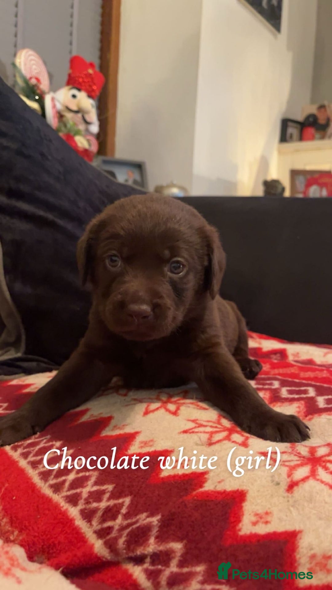 Labrador Retriever dogs for sale: Black & Chocolate Labrador pups  - Advert 2