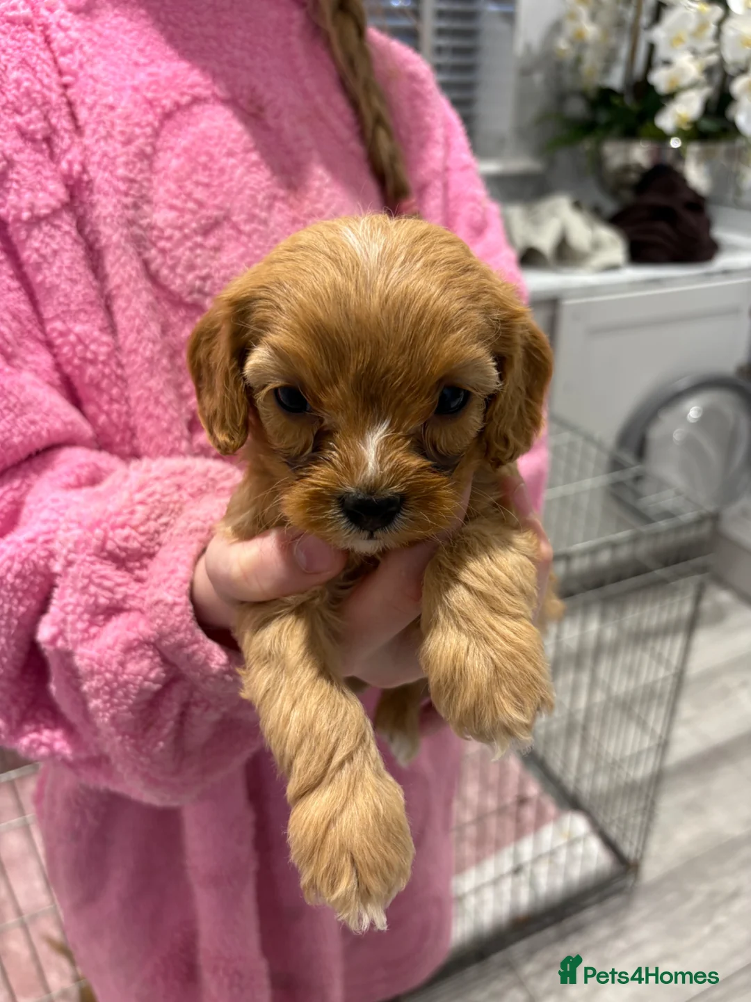 Cavapoo dogs for sale: Red Cavapoo puppies  - Advert 2