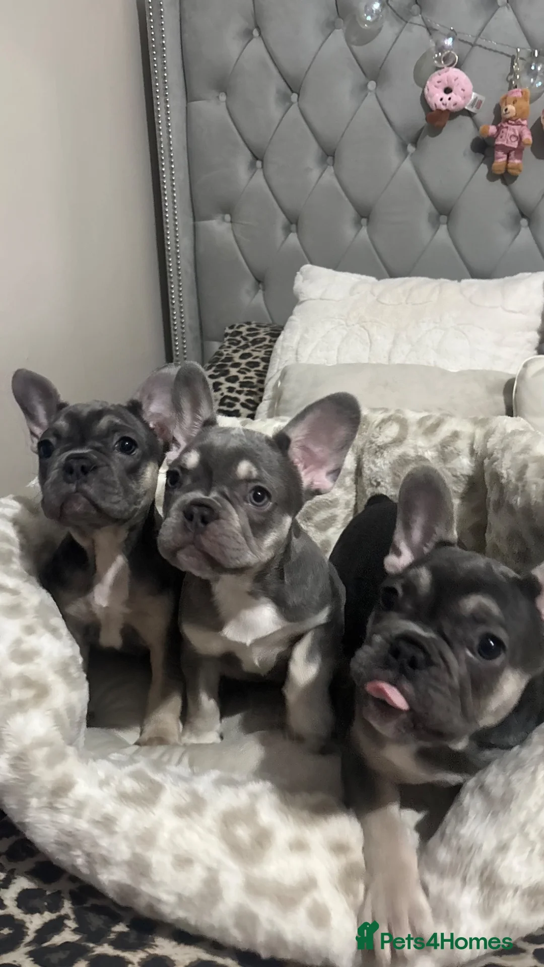 French Bulldog dogs for sale: blue male and female french bulldog puppies - Advert 2