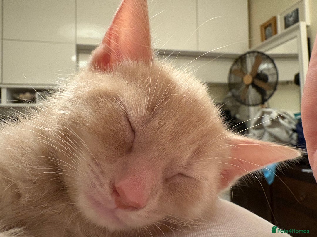 Domestic Shorthair cats for sale: Male and Female Kittens - Image 4