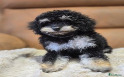 Toy Poodle dogs for sale: Gorgeous Tiny Toy Poodle Pups  - Image 17
