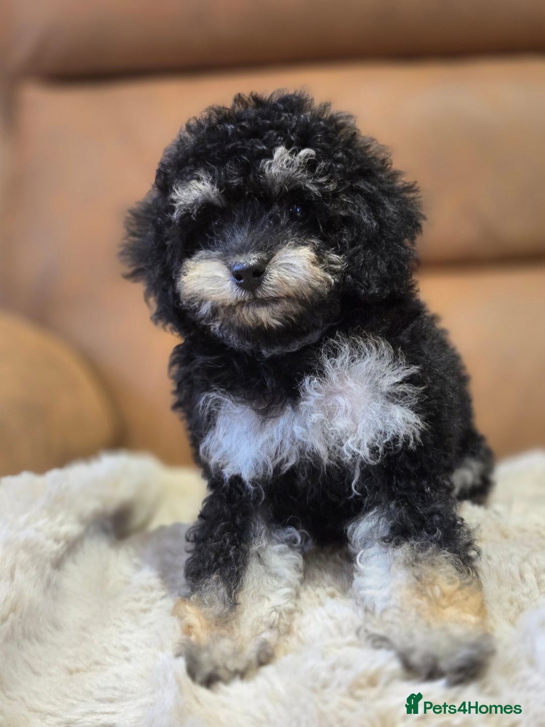 Toy Poodle dogs for sale: Gorgeous Tiny Toy Poodle Pups  - Image 17