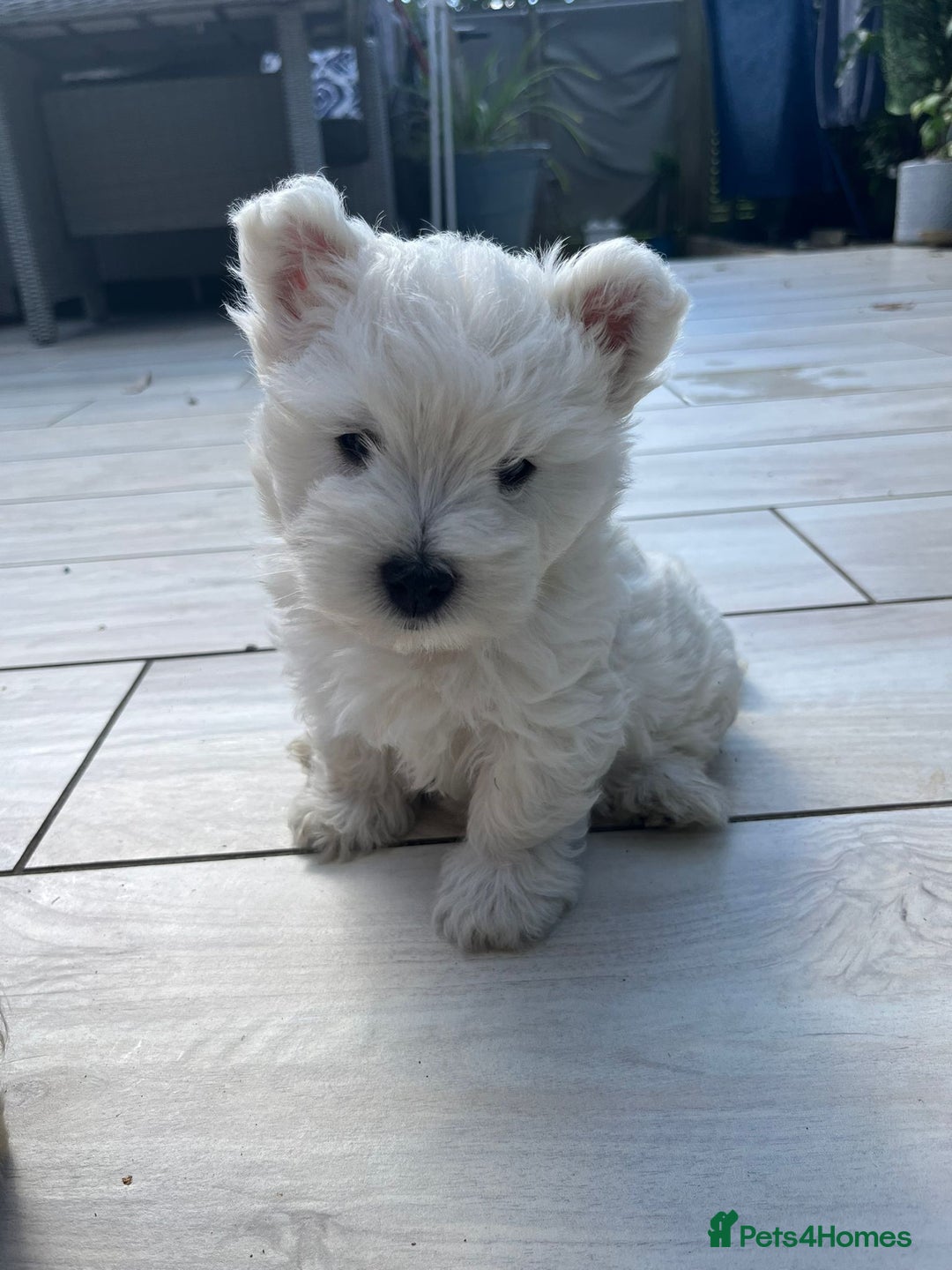West Highland Terrier dogs for sale: Westie kc pups - Image 4