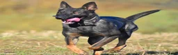 Belgian Shepherd Dog dogs for sale: EXCEPTIONAL WORKING LINE SHEPHERDS! - Advert 4