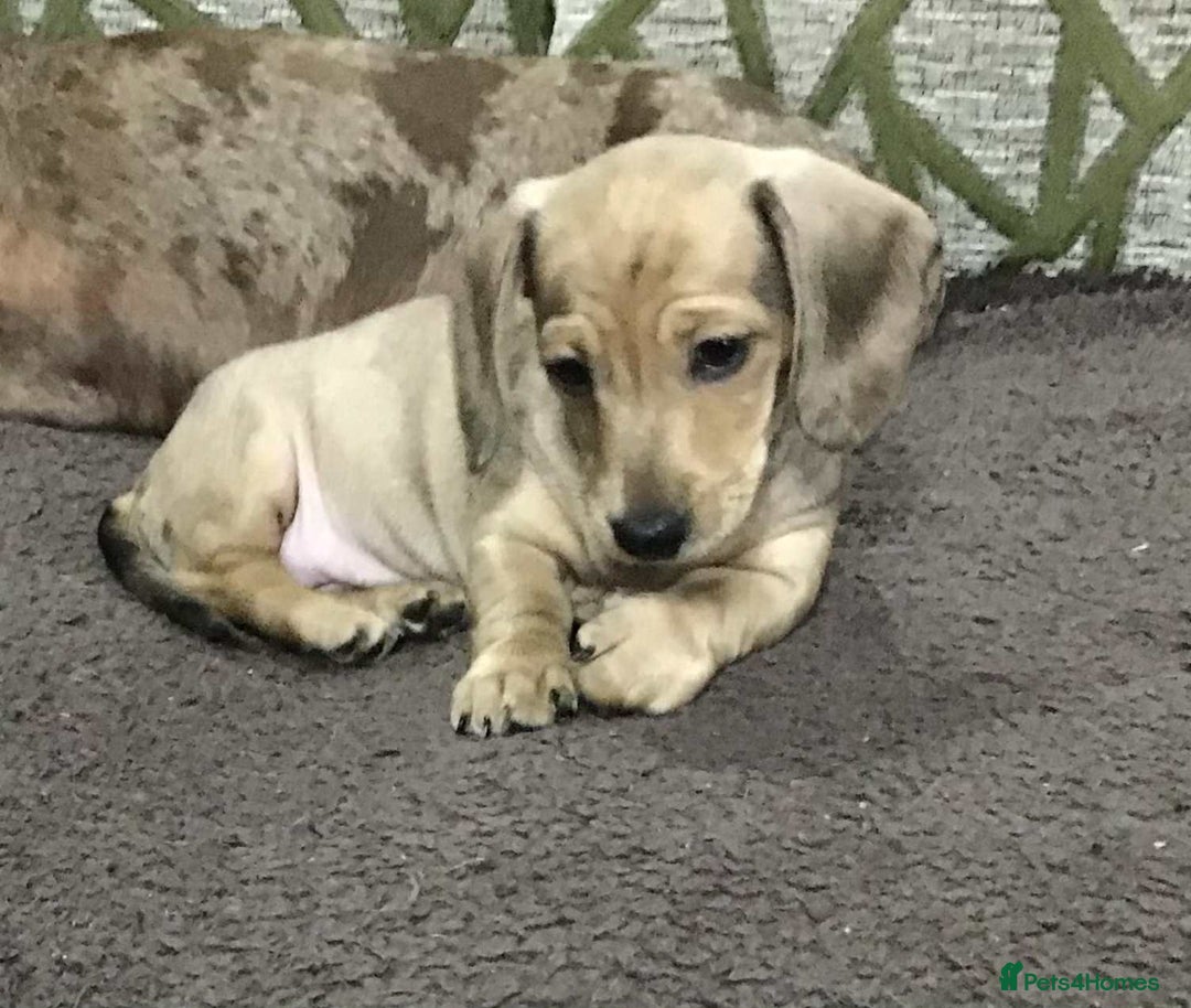 Miniature Dachshund dogs for sale: Beautiful bitch pup - Image 1