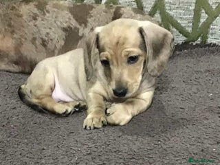 Miniature Dachshund dogs - Advert 35