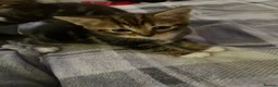 Mixed Breed cats for sale: 4 beautiful kittens  - Advert 11