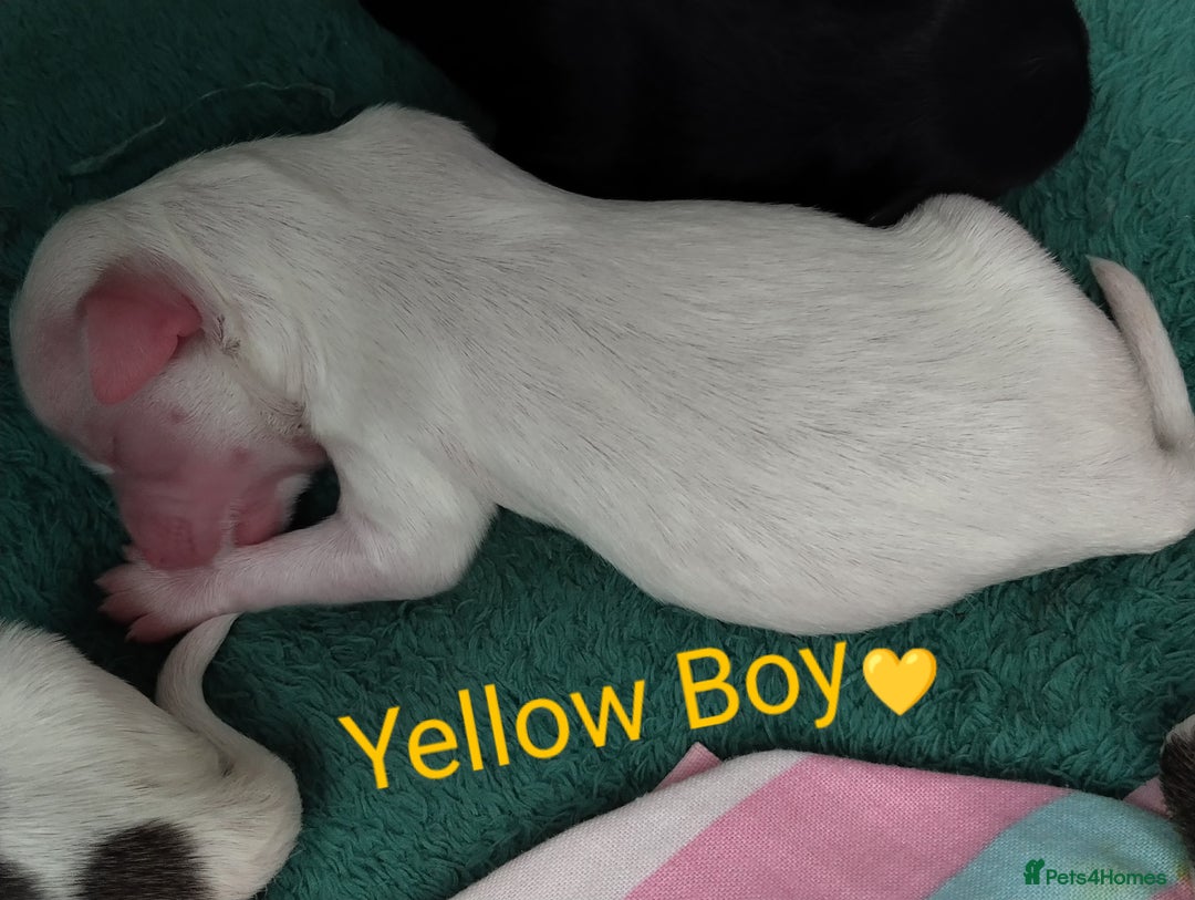 Morkie dogs for sale: Beautiful Morkie Puppies - Image 9