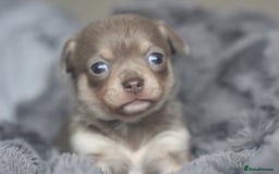 Chihuahua dogs for sale: KC ⭐ stunning Chihuahuas smooth lilac Tri  🐕  - Image 2