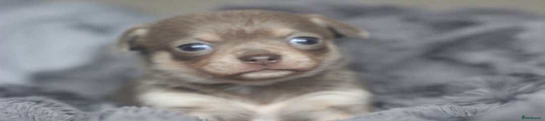 Chihuahua Puppy 1
