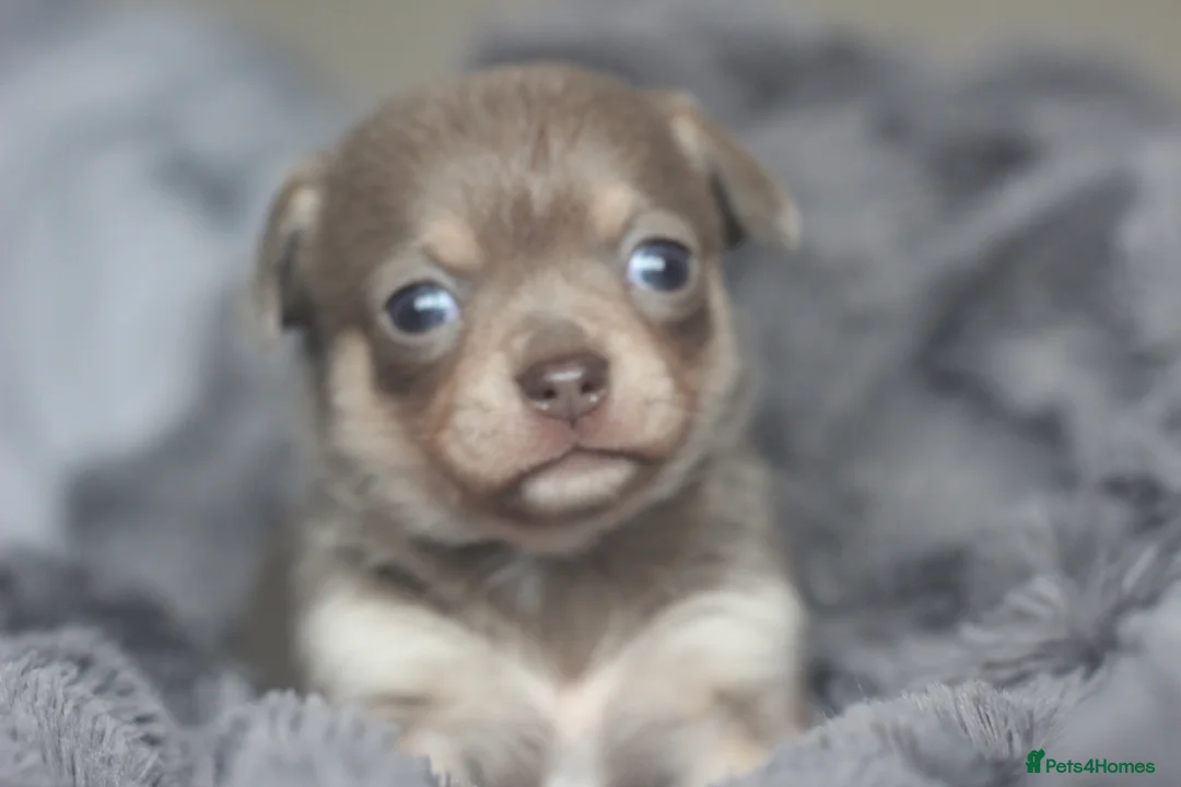 Chihuahua dogs for sale: KC ⭐ stunning Chihuahuas smooth lilac Tri  🐕  - Advert 2