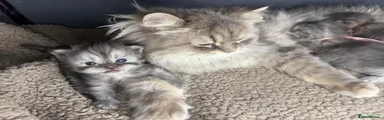 Persian Kitten 3
