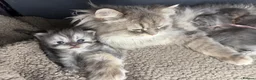 Persian cats for sale: Beautiful Persian babies in Bradford - Advert 10