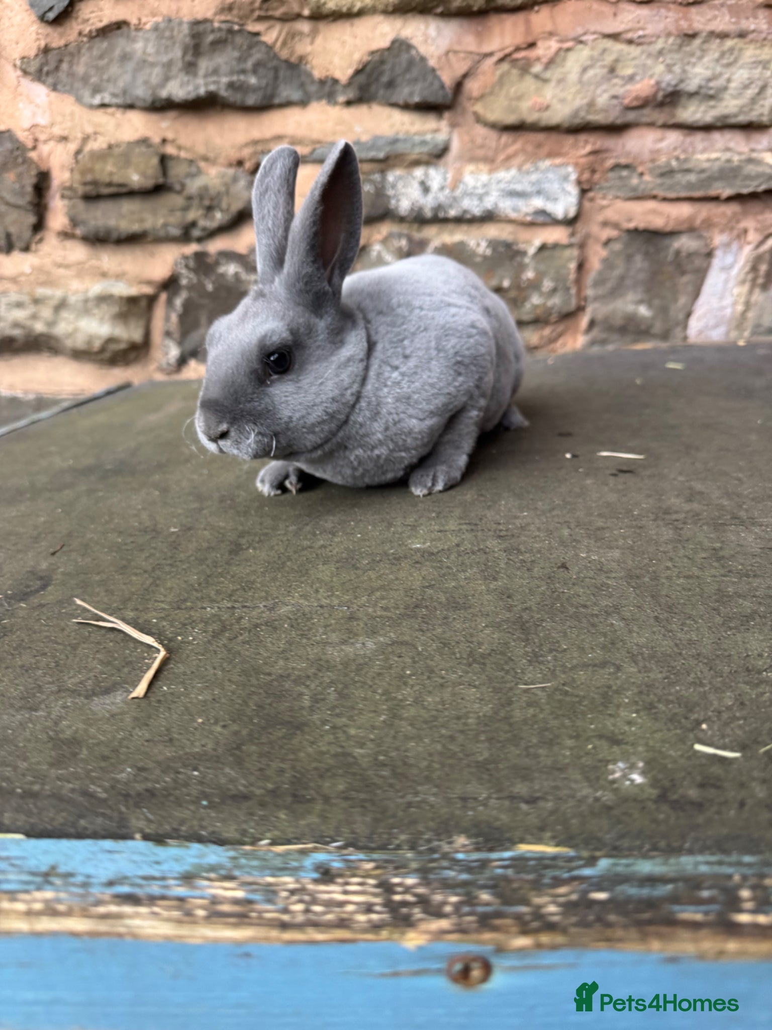 Rex rabbits Stunning baby blue mini Rex buck  - Advert 11