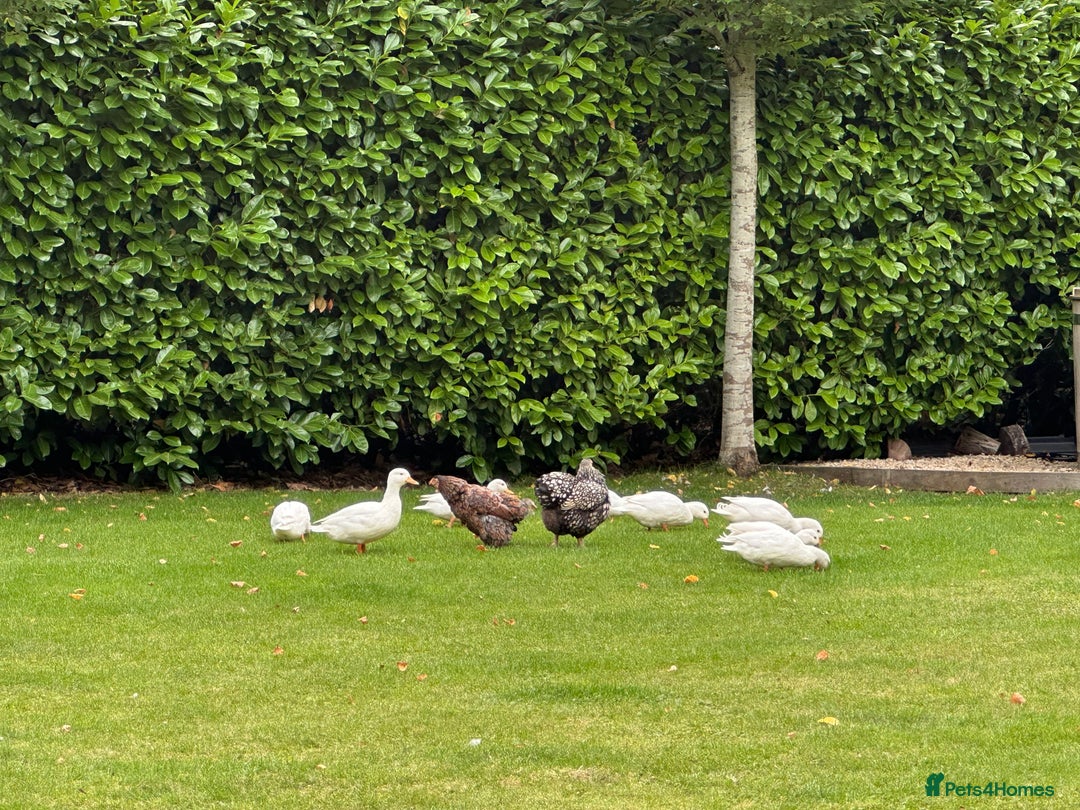 Ducks poultry for sale: Pure White Call Ducks For Sale - Image 4