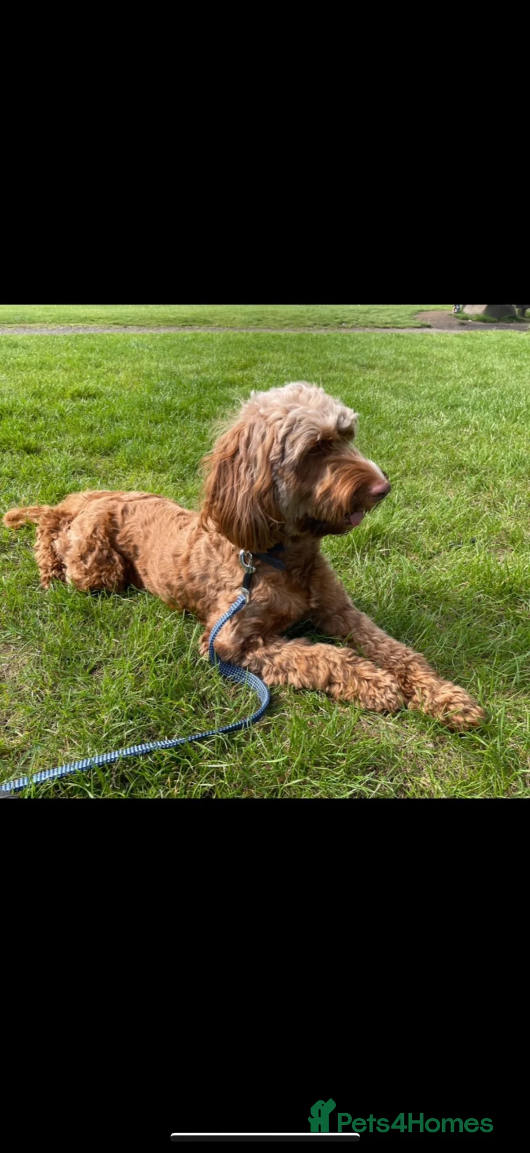 Australian Labradoodle dogs for sale: Outstanding 5 🌟🌟 Australian labradoodle litter  - Advert 2
