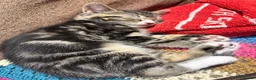 Mixed Breed cats for sale: Cuddly Tabby Kittens – Home Raised - Advert 30