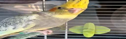 Cockatiels birds for sale: Baby cockatiels ready to leave now  - Advert 7