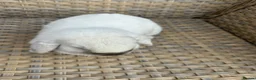 Mini Lop rabbits for sale: 1 Lovely handsome mini lop buck and adult. - Advert 10