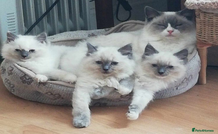 Ragdoll cats - Advert 15