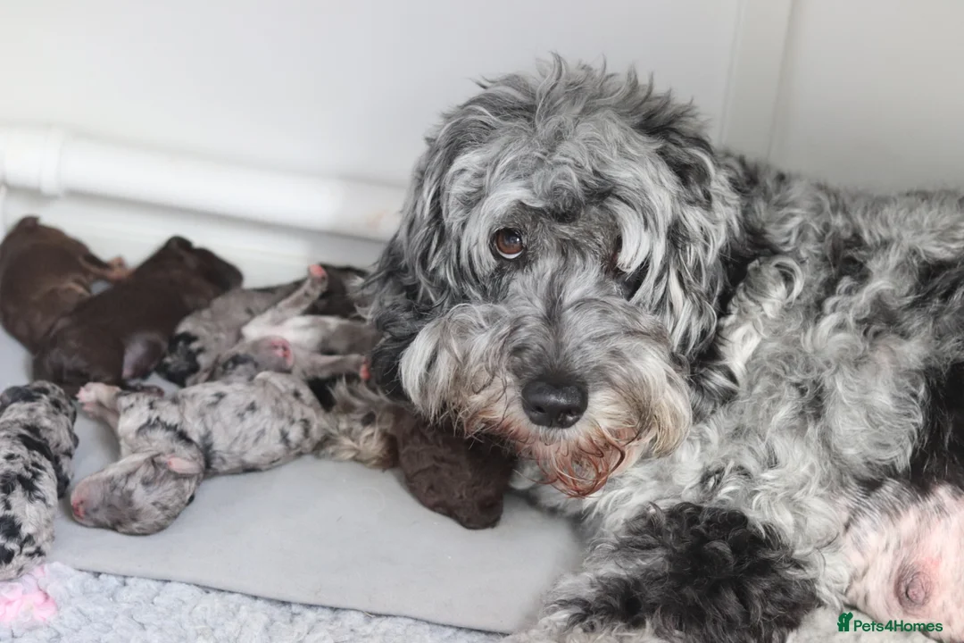 Cockapoo dogs for sale: Stunning Merle/phantom cockapoo litter in Ashby-de-la-Zouch - Advert 1