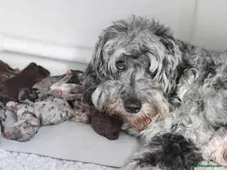 Cockapoo dogs Stunning Merle/phantom cockapoo litter - Advert 4