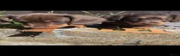 Miniature Dachshund dogs for sale: KC Miniature Dachshunds ready for forever homes - Advert 27