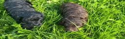 Cockapoo dogs for sale: Lovely F1 Cockapoos in Radstock - Advert 19