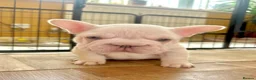 French Bulldog dogs for sale: Fluffy French Bulldog Puppies - Advert 10