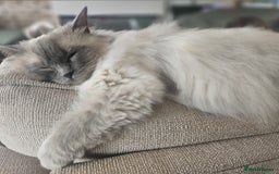 Ragdoll cats for sale: ACTIVE RAGDOLL QUEEN🌟 PROVEN & FULLY TESTED - Image 6