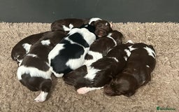 English Springer Spaniel dogs for sale: Springer spaniel puppies for sale  - Image 15