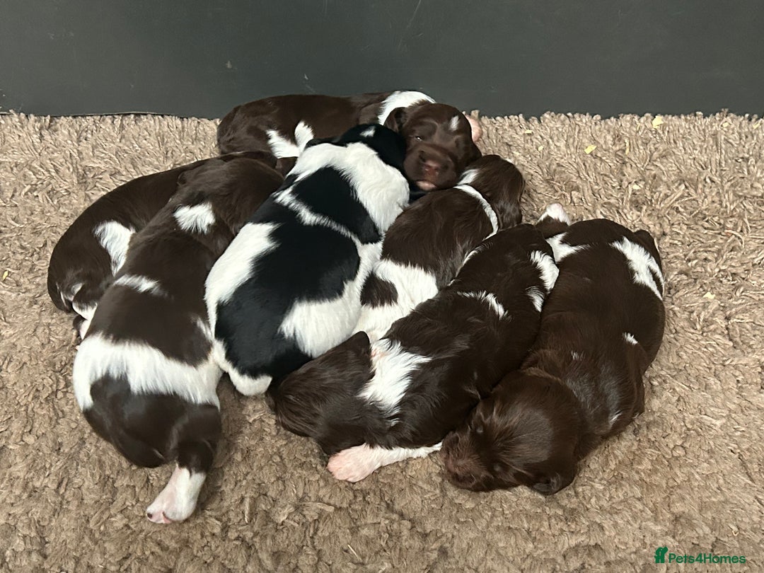 English Springer Spaniel dogs for sale: Springer spaniel puppies for sale  - Image 15