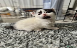 Persian cats for sale: Persian x kittens - Image 10